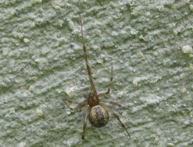 Parasteatoda tepidariorum - Sostegno (BI)